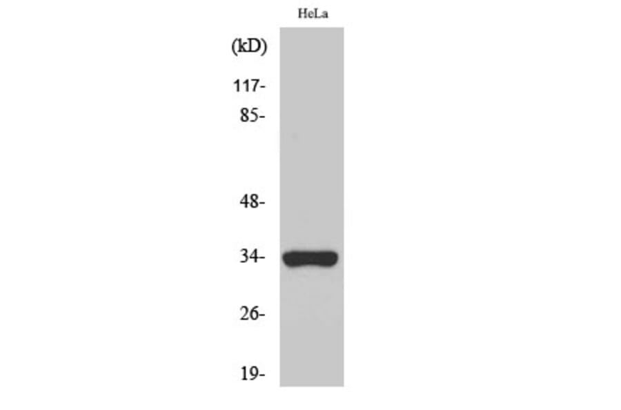 Western Blot - Anti-OR52W1 Antibody (G466) - Antibodies.com