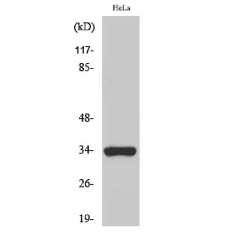 Western Blot - Anti-OR52W1 Antibody (G466) - Antibodies.com