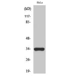 Western Blot - Anti-OR52W1 Antibody (G466) - Antibodies.com