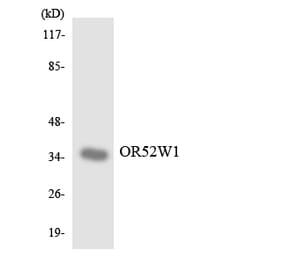 Western Blot - Anti-OR52W1 Antibody (R12-3224) - Antibodies.com