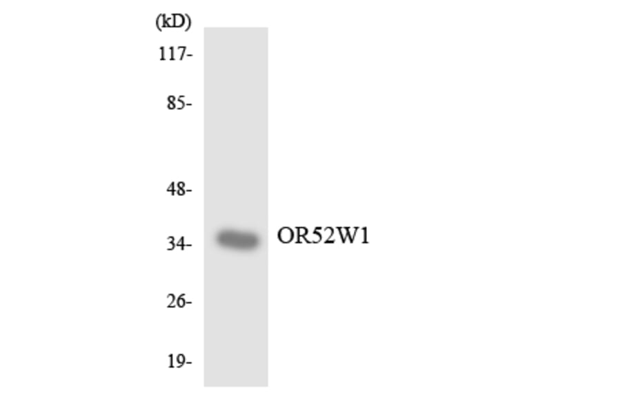 Western Blot - Anti-OR52W1 Antibody (R12-3224) - Antibodies.com