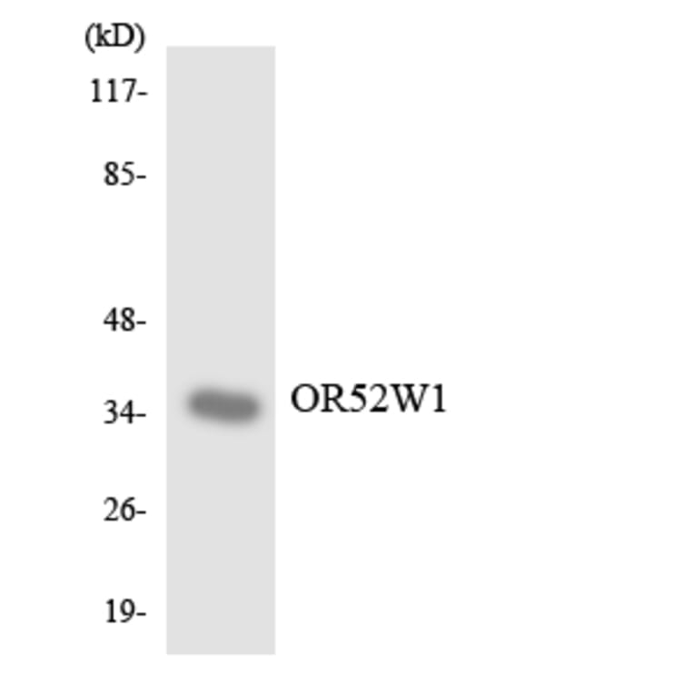 Western Blot - Anti-OR52W1 Antibody (R12-3224) - Antibodies.com