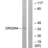 Western Blot - Anti-OR52N4 Antibody (G465) - Antibodies.com