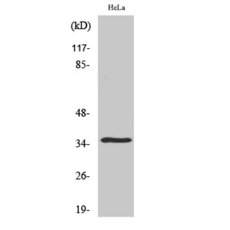 Western Blot - Anti-OR52N4 Antibody (G465) - Antibodies.com