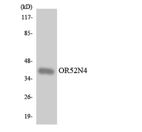 Western Blot - Anti-OR52N4 Antibody (R12-3223) - Antibodies.com