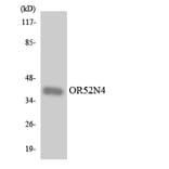 Western Blot - Anti-OR52N4 Antibody (R12-3223) - Antibodies.com