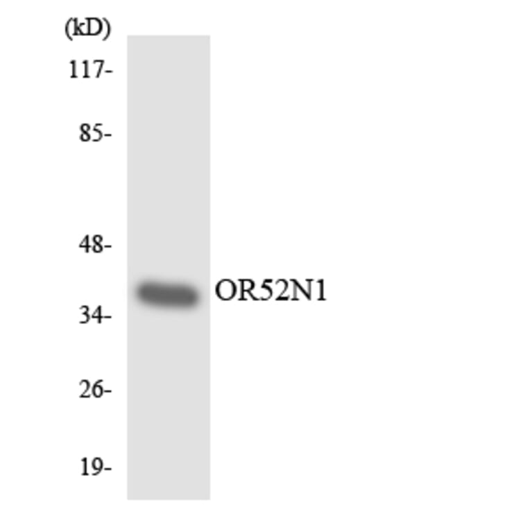 Western Blot - Anti-OR52N1 Antibody (R12-3222) - Antibodies.com