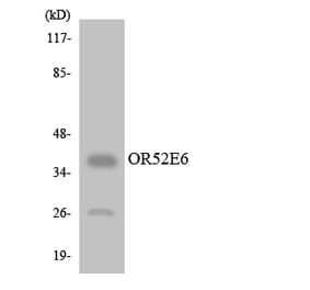 Western Blot - Anti-OR52E6 Antibody (R12-3221) - Antibodies.com