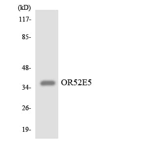 Western blot analysis of the lysates from HeLa cells using Anti-OR52E5 Antibody.