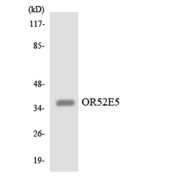 Western Blot - Anti-OR52E5 Antibody (R12-3220) - Antibodies.com