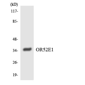 Western blot analysis of the lysates from HepG2 cells using Anti-OR52E1 Antibody.