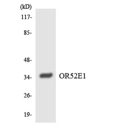 Western Blot - Anti-OR52E1 Antibody (R12-3217) - Antibodies.com
