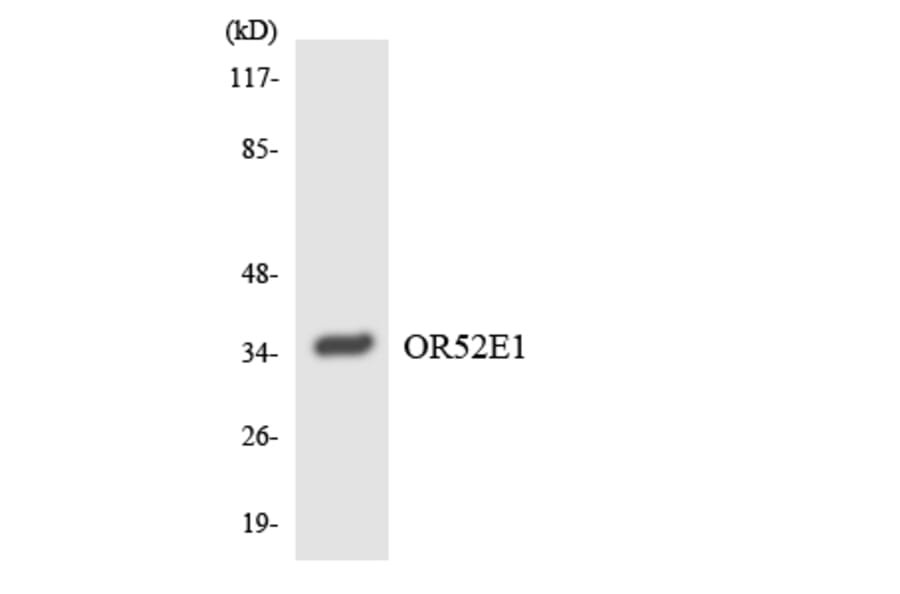 Western Blot - Anti-OR52E1 Antibody (R12-3217) - Antibodies.com