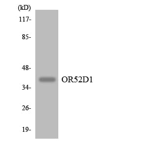 Western blot analysis of the lysates from HepG2 cells using Anti-OR52D1 Antibody.