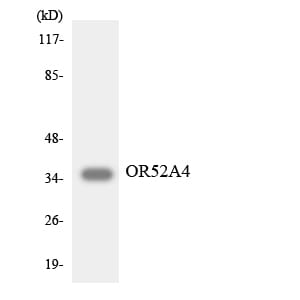 Western blot analysis of the lysates from K562 cells using Anti-OR52A4 Antibody.