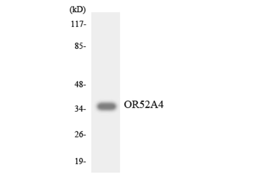 Western Blot - Anti-OR52A4 Antibody (R12-3213) - Antibodies.com