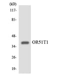 Western Blot - Anti-OR51T1 Antibody (R12-3211) - Antibodies.com