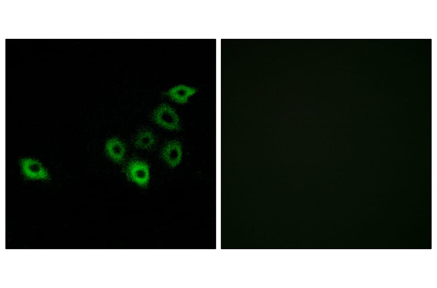 Immunofluorescence - Anti-OR51S1 Antibody (G454) - Antibodies.com