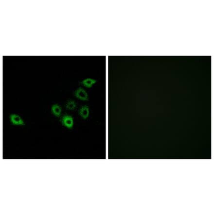 Immunofluorescence - Anti-OR51S1 Antibody (G454) - Antibodies.com