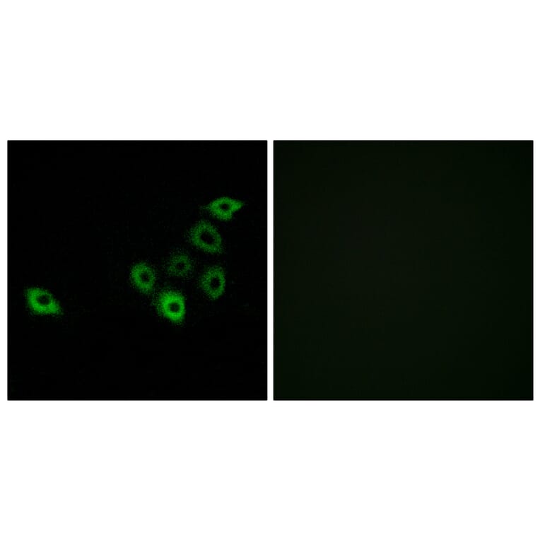 Immunofluorescence - Anti-OR51S1 Antibody (G454) - Antibodies.com