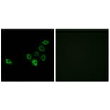 Immunofluorescence - Anti-OR51S1 Antibody (G454) - Antibodies.com