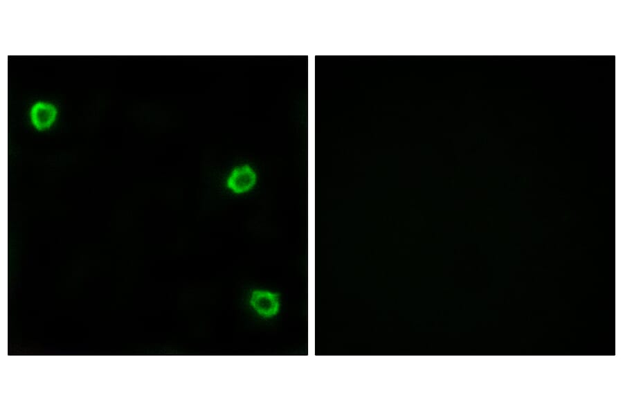 Immunofluorescence - Anti-OR51Q1 Antibody (G453) - Antibodies.com