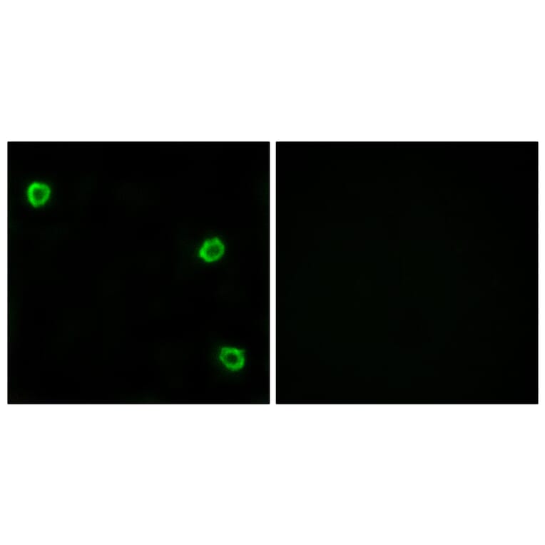 Immunofluorescence - Anti-OR51Q1 Antibody (G453) - Antibodies.com