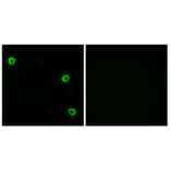 Immunofluorescence - Anti-OR51Q1 Antibody (G453) - Antibodies.com