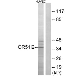 Western Blot - Anti-OR51I2 Antibody (G450) - Antibodies.com