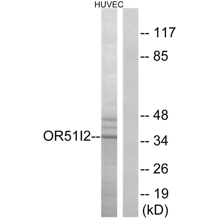 Western Blot - Anti-OR51I2 Antibody (G450) - Antibodies.com