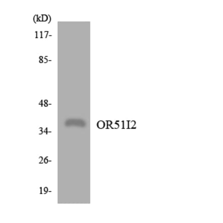 Western Blot - Anti-OR51I2 Antibody (R12-3210) - Antibodies.com