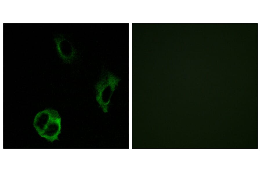 Immunofluorescence - Anti-OR51I1 Antibody (G449) - Antibodies.com