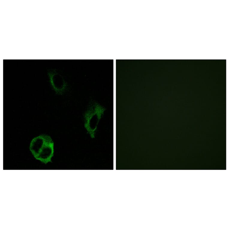 Immunofluorescence - Anti-OR51I1 Antibody (G449) - Antibodies.com