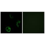 Immunofluorescence - Anti-OR51I1 Antibody (G449) - Antibodies.com