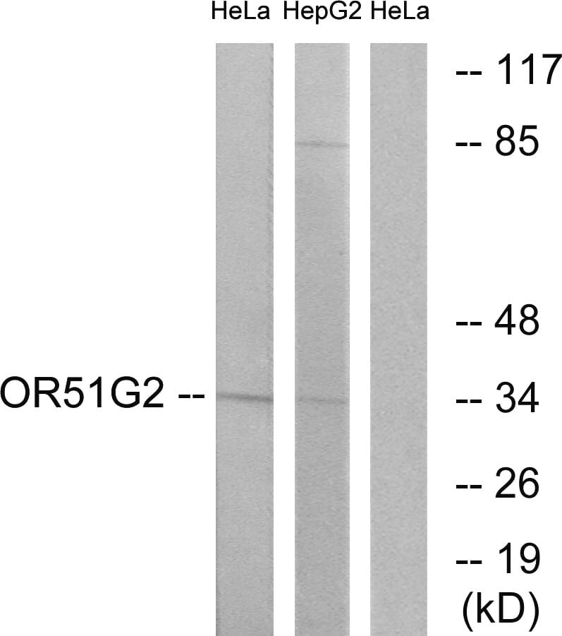 Western blot analysis of lysates from HeLa and HepG2 cells using Anti-OR51G2 Antibody. The right hand lane represents a negative control, where the antibody is blocked by the immunising peptide.