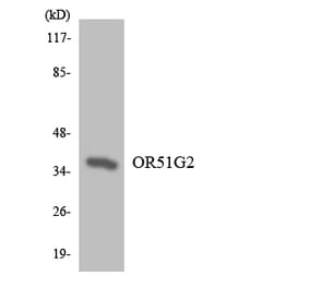 Western Blot - Anti-OR51G2 Antibody (R12-3209) - Antibodies.com