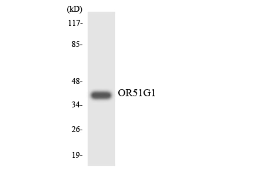 Western Blot - Anti-OR51G1 Antibody (R12-3208) - Antibodies.com
