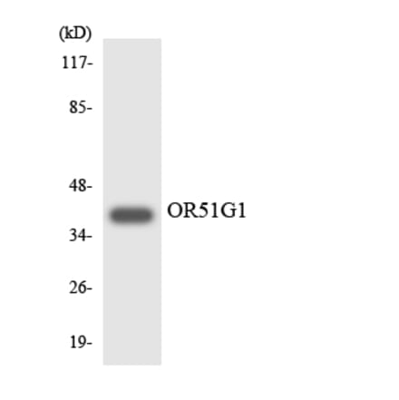 Western Blot - Anti-OR51G1 Antibody (R12-3208) - Antibodies.com