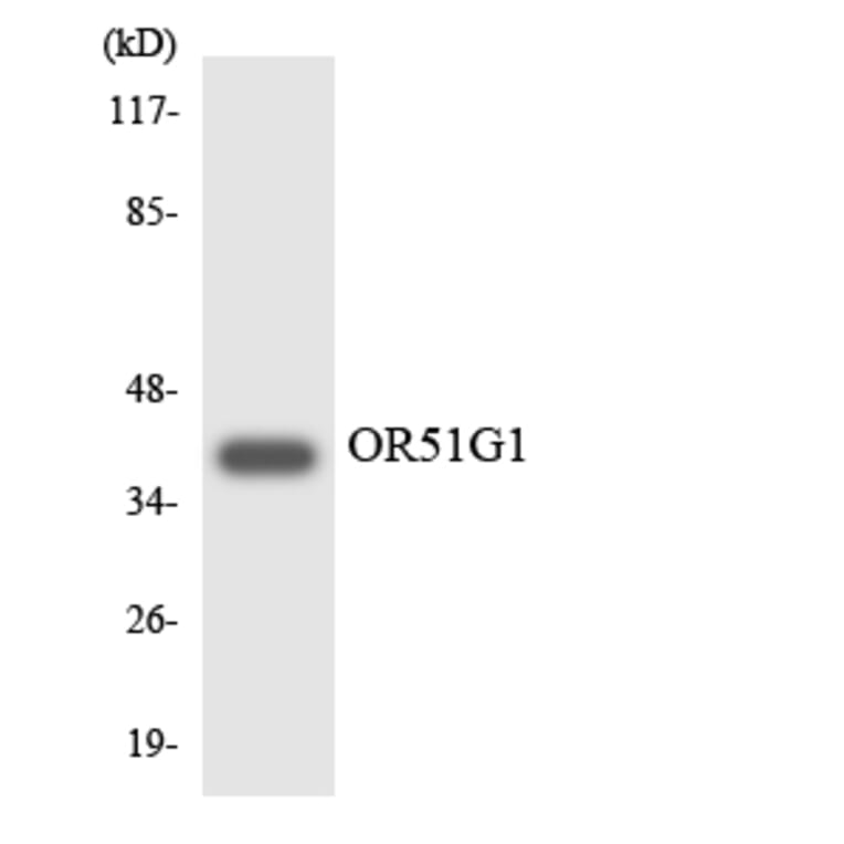 Western Blot - Anti-OR51G1 Antibody (R12-3208) - Antibodies.com