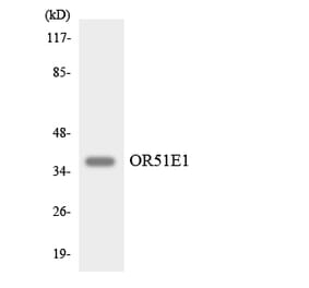 Western Blot - Anti-OR51E1 Antibody (R12-3205) - Antibodies.com