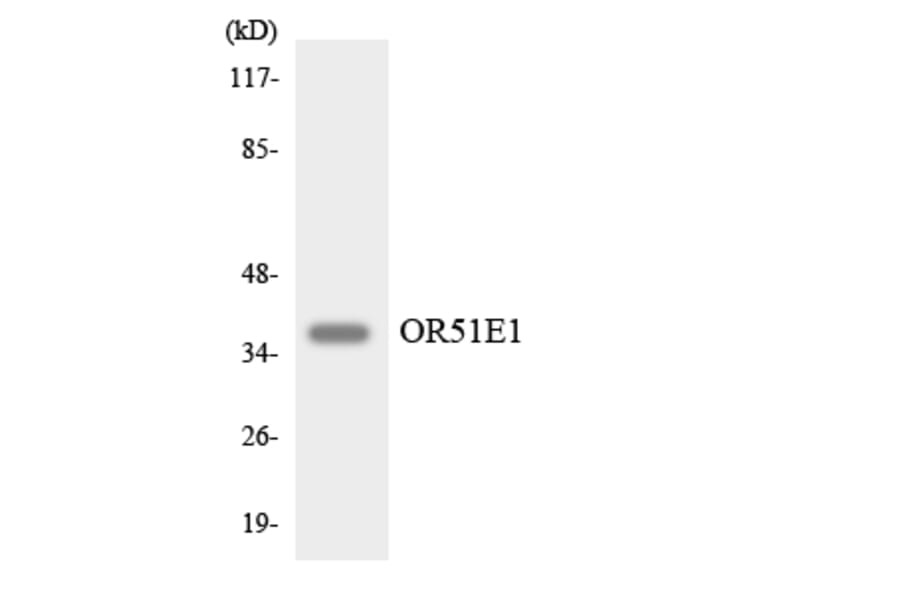Western Blot - Anti-OR51E1 Antibody (R12-3205) - Antibodies.com