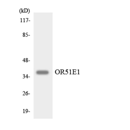 Western Blot - Anti-OR51E1 Antibody (R12-3205) - Antibodies.com