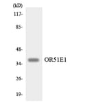 Western Blot - Anti-OR51E1 Antibody (R12-3205) - Antibodies.com