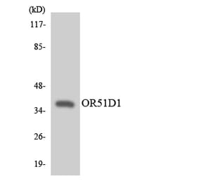 Western Blot - Anti-OR51D1 Antibody (R12-3204) - Antibodies.com