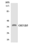 Western Blot - Anti-OR51B5 Antibody (R12-3203) - Antibodies.com