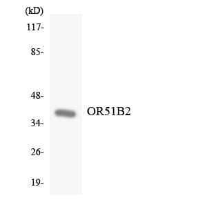 Western blot analysis of the lysates from K562 cells using Anti-OR51B2 Antibody.