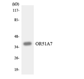 Western Blot - Anti-OR51A7 Antibody (R12-3201) - Antibodies.com