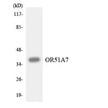 Western Blot - Anti-OR51A7 Antibody (R12-3201) - Antibodies.com