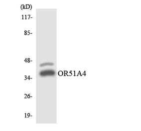 Western Blot - Anti-OR51A4 Antibody (R12-3200) - Antibodies.com