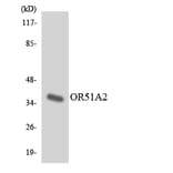 Western Blot - Anti-OR51A2 Antibody (R12-3199) - Antibodies.com